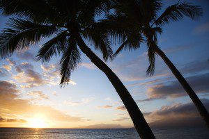 A couple of palm trees that are in the water